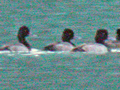 Lesser Scaup